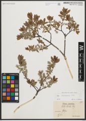 Foto von Salix starkeana Willd.